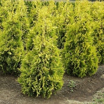 Туя (Thuja) западная Еллоу Риббон 10л h120-140 1шт
