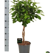 Фикус Мокламе Твист Стем d21 h80 1шт