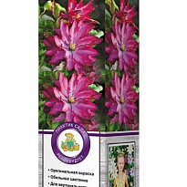 Клематис Каэн крупноцв./Цв.Кор