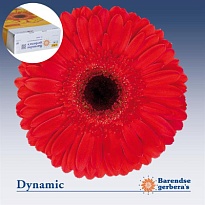 Гербера Dynamic 25шт