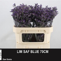 Лимониум Safora Blue 5шт