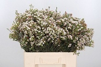 Хамелациум (waxfl) Dori 10шт