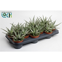 Алоэ Сомаленсис d10 h15 12шт