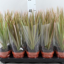 Драцена Биколор копстек d12 h30 10шт