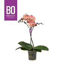 Орхидея Фален. Suki 1 ст d12 h50 10шт