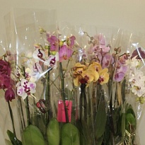 Орхидея Фален. микс 2 ст d9 h40 12шт