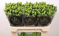 Гиперикум Sisu Charm 10 шт