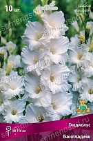 Гладиолус Бангладеш 10/12 10шт