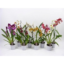 Орхидея микс d9 h55 12шт