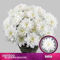Хризантема кустовая Baltica Zentoo (100gr) 5шт
