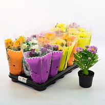 Хризантема микс d9 h20 18шт