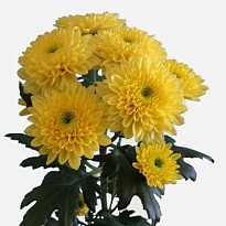 Хризантема кустовая Pina Colada Yellow 5шт