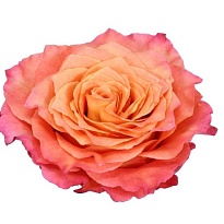 Роза Joyfer Roses Free Spirit дл.50 25шт