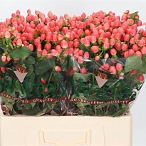 Гиперикум Mag Royal Princess 5 шт