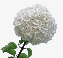 Гортензия Hydrafarms Colombia White дл.PREMIUM 1шт
