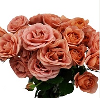 Роза Амели кустовая (МЦ)  дл.50 10шт/уп