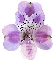 Альстромерия Tessa Bohemian дл.60 10шт