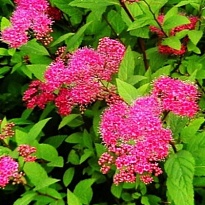 Спирея (Spiraea) японская Фробели 2л h50-60 1шт