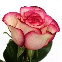 Роза Hispan Carrousel дл.60 25шт
