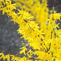 Форзиция Spectabilis пучок 1шт