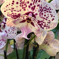 Орхидея Фален. Экспрешен 2 ст d12 h60 10шт