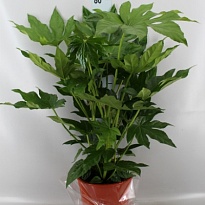 Фатсия d23 h60 1шт