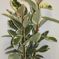 Фикус Тинеке 3рр d24 h110 1шт