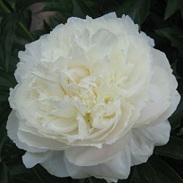 Пион Bright White 5шт