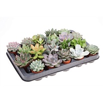 Суккулент микс XL d5 h10 20шт