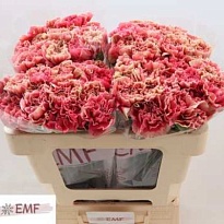 Гвоздика Ipanema 20шт