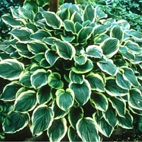 Хоста (Hosta) Соу Свит d12 1шт