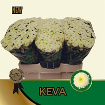 Хризантема сантини Keva 25шт