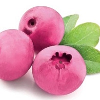 Голубика (Vaccinium) высокорослая Пинк Лимонад/Цв.Кор