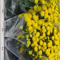 Аджания Pa Yellowday 10шт
