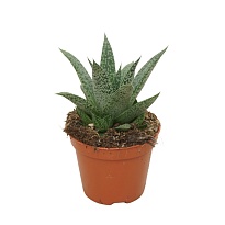 Гастерия Грин Мун d9 h10 12шт