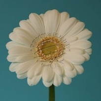 Гербера mini Albino 30шт