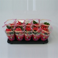 Бегония Нетья Пинк d13 h30 6шт