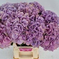 Гортензия Royal Benefit дл.60 d20-22 1шт