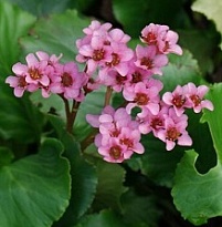 Бадан сердцелистный d17 (СГ) 1шт
