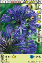 Агапантус Голубой 1шт*