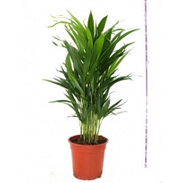 Арека d14 h60 6шт