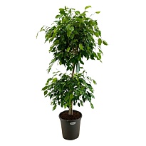 Фикус Бенджамина Буш 2 яруса d31 h140 1шт