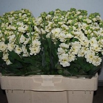Маттиола Centum Cream 10 шт