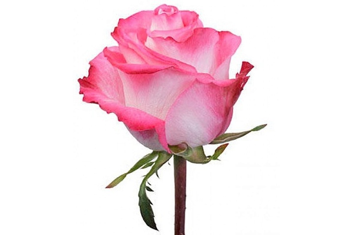 Роза Natpri High Candy дл.50 25шт