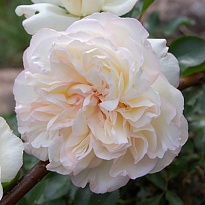 Роза Вайт Мейдиланд парковая/Цв.Кор