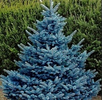 Ель (Picea) колючая Блю Даймонд d9 h8-10 18шт