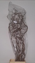 Корилус Contorta дл.150 5шт
