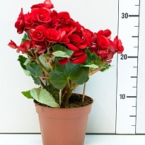 Бегония Баладин d13 h30 6шт