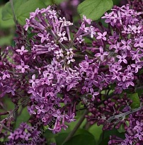Сирень (Syringa) Мейера Флауэрфеста Пурпл d17 1шт