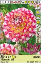 Георгина Гавайи НЛ шар. 1шт*